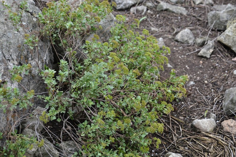 Ophryosporus floribundus photo 6