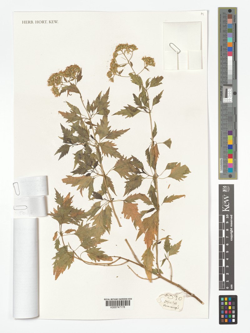 Ophryosporus floribundus photo 7