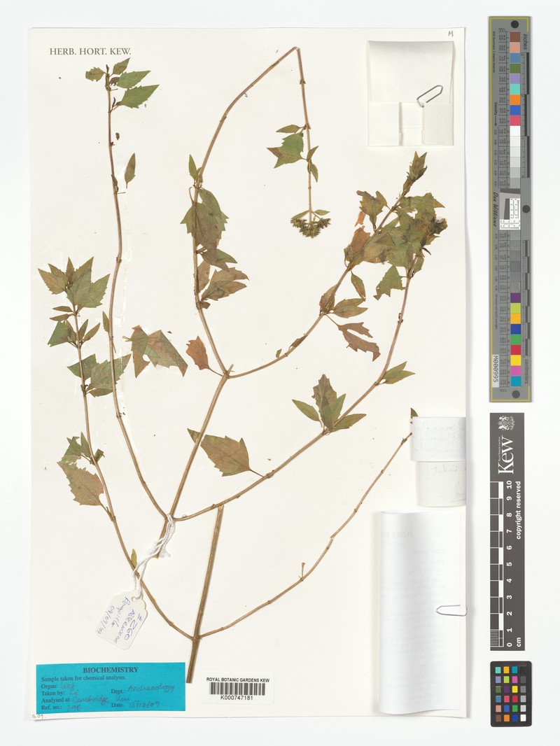 Ophryosporus floribundus photo 8