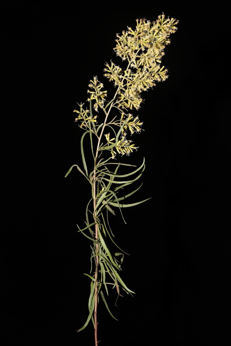 Ophryosporus galioides