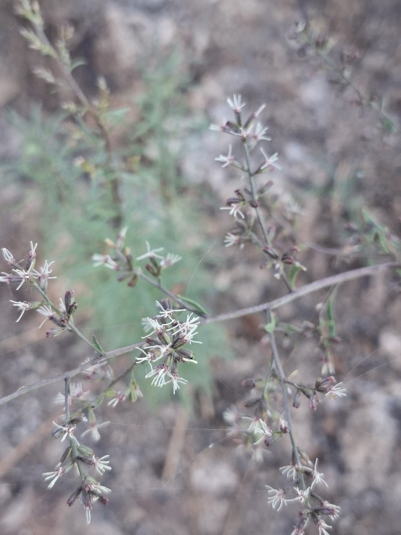 Ophryosporus galioides photo 2