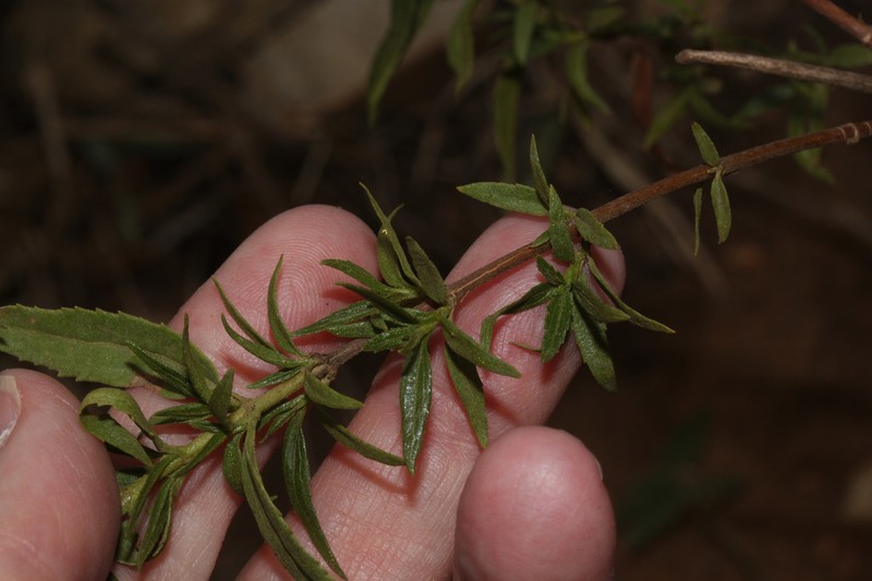 Ophryosporus galioides photo 3