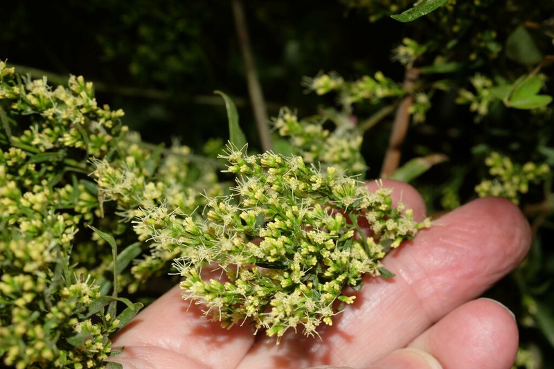 Ophryosporus galioides photo 4