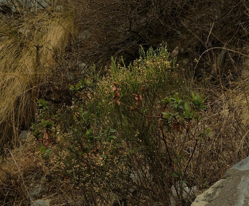 Ophryosporus galioides photo 5