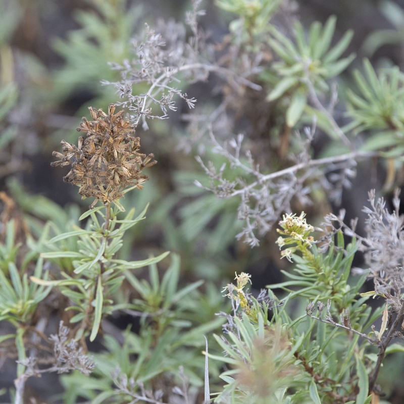 Ophryosporus galioides photo 8