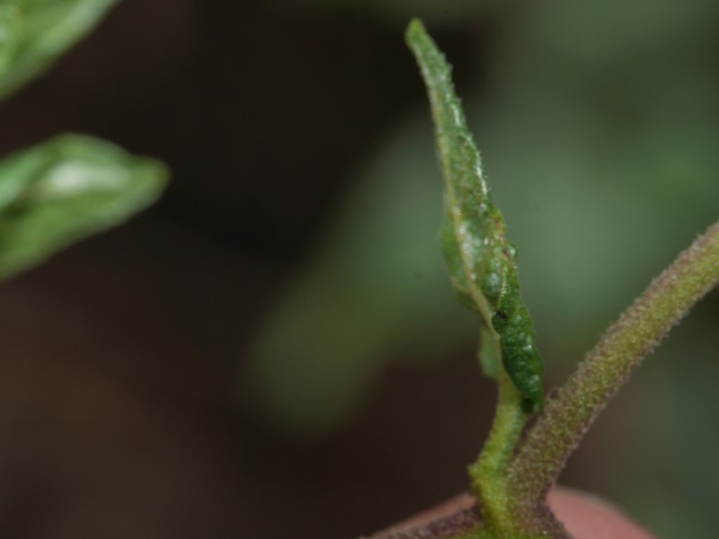 Ophryosporus heptanthus photo 2
