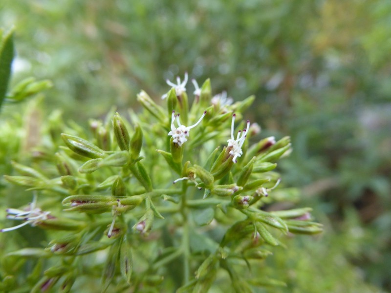 Ophryosporus heptanthus photo 8