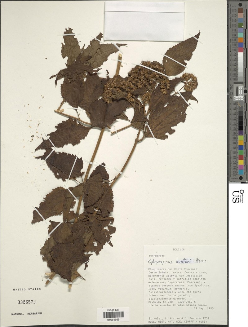 Ophryosporus kuntzei