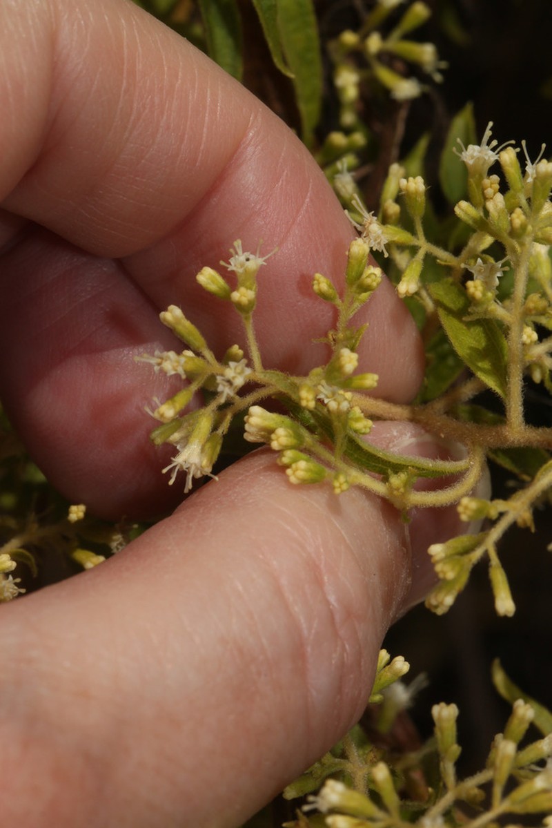 Ophryosporus macbridei