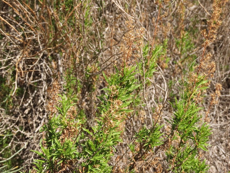 Ophryosporus paradoxus photo 3