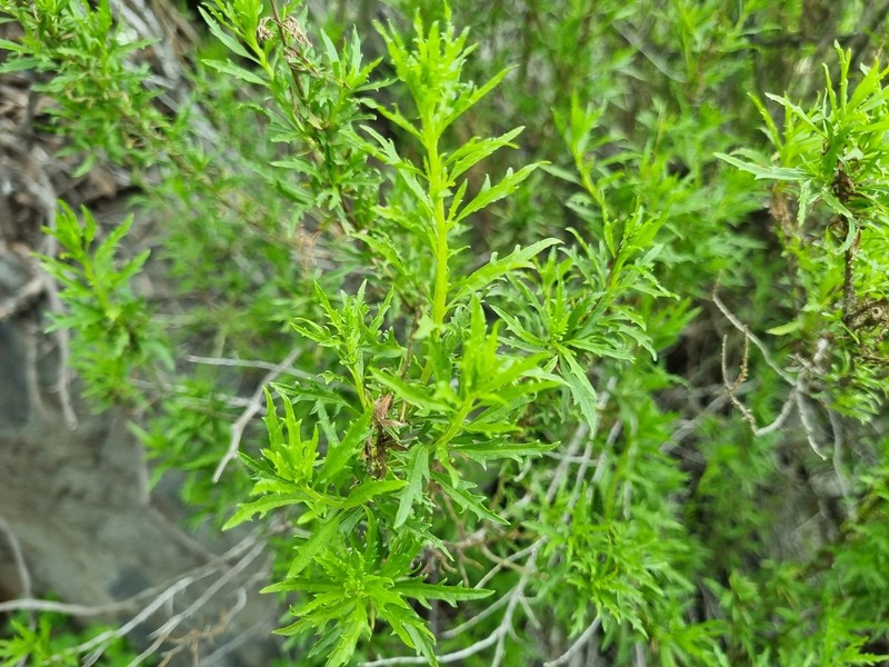 Ophryosporus paradoxus photo 5