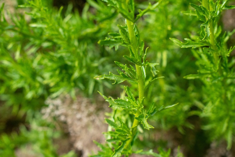 Ophryosporus paradoxus photo 6