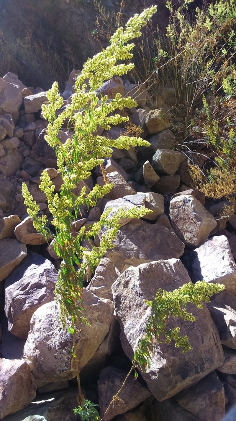 Ophryosporus peruvianus photo 2