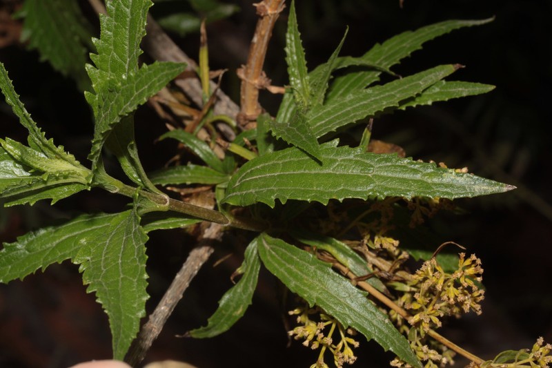 Ophryosporus peruvianus photo 5