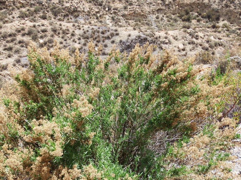 Ophryosporus pinifolius