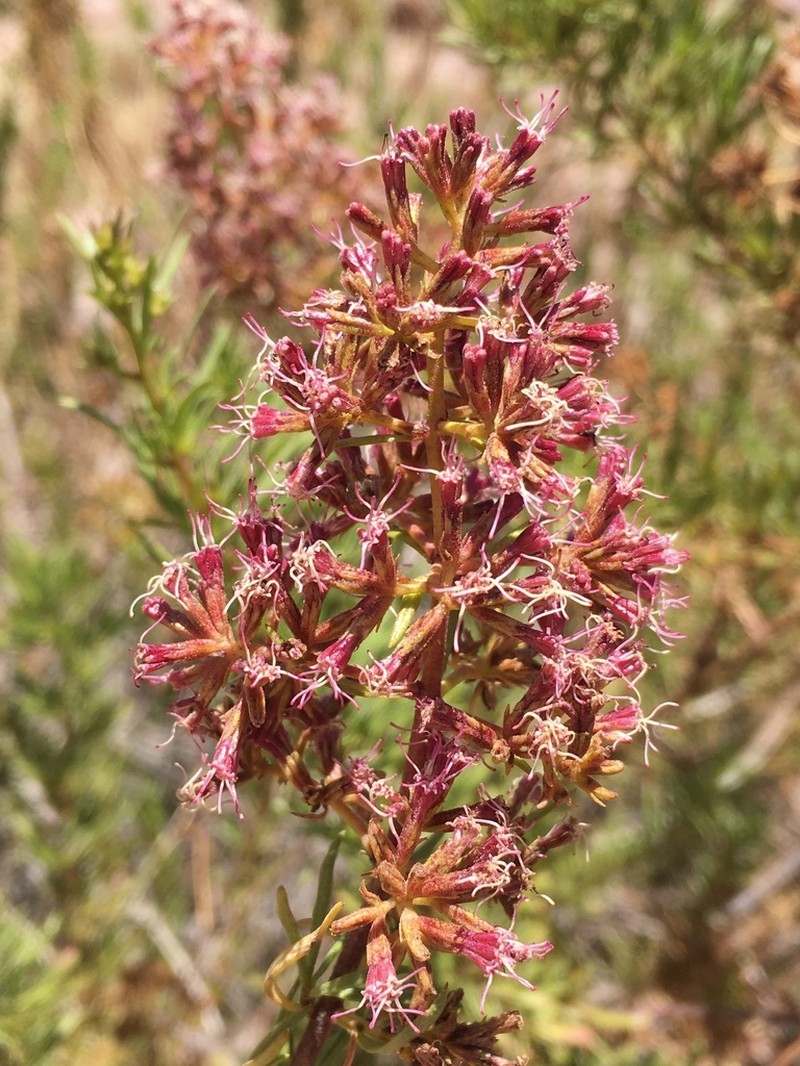 Ophryosporus pinifolius photo 2