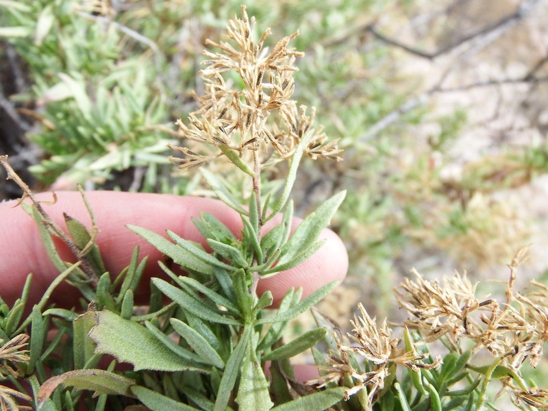 Ophryosporus pinifolius photo 3