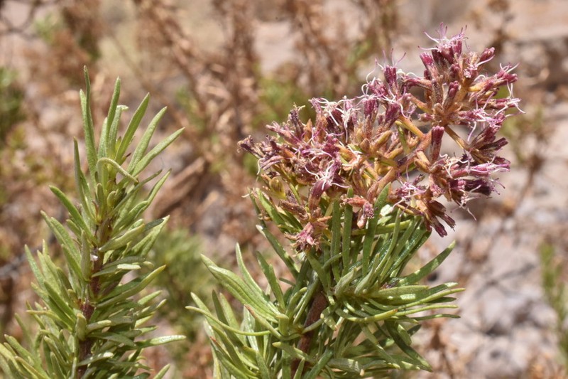 Ophryosporus pinifolius photo 4