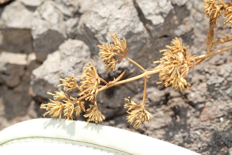 Ophryosporus pinifolius photo 5