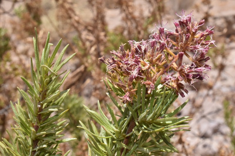 Ophryosporus pinifolius photo 7