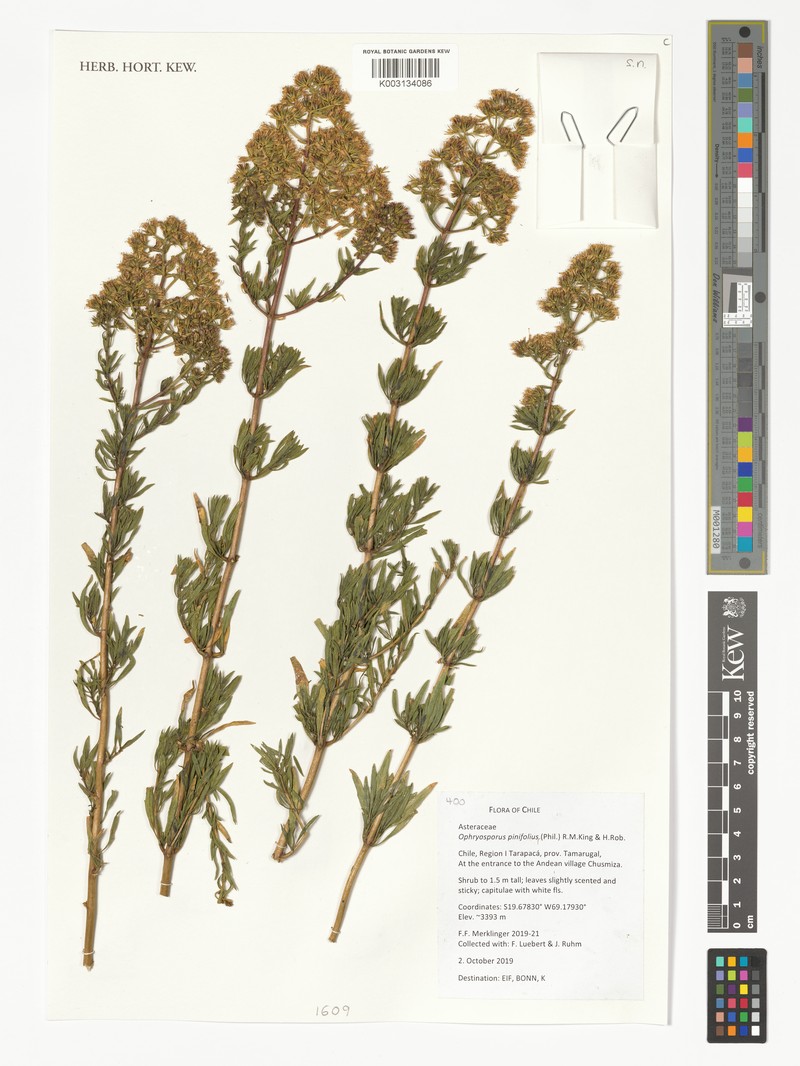 Ophryosporus pinifolius photo 8