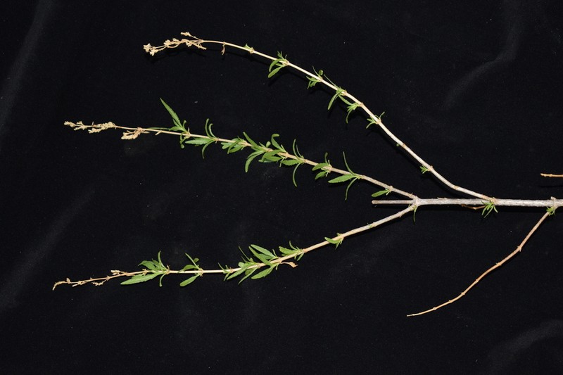 Ophryosporus piquerioides photo 2