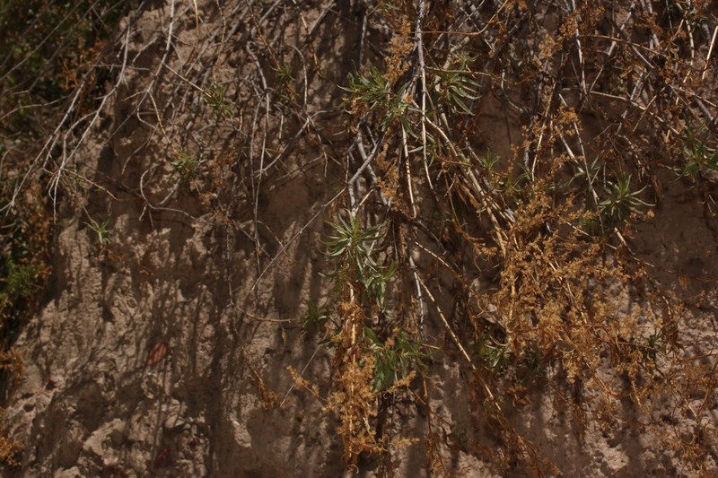 Ophryosporus piquerioides photo 3