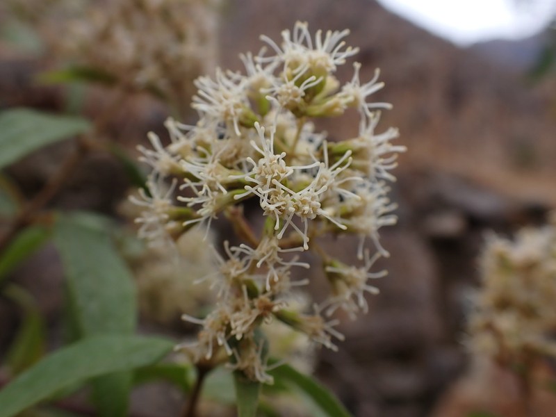Ophryosporus piquerioides photo 4