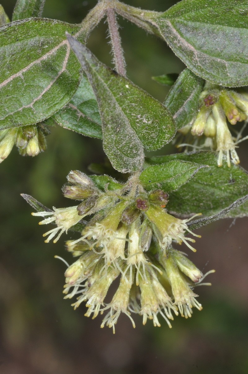 Ophryosporus piquerioides photo 5