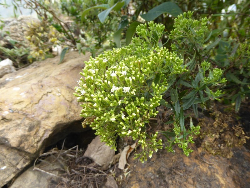 Ophryosporus piquerioides photo 6