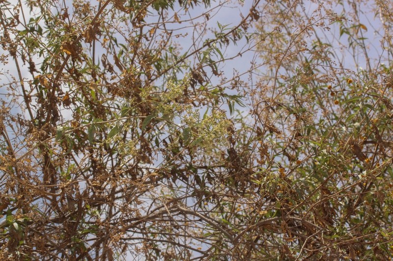 Ophryosporus piquerioides photo 7