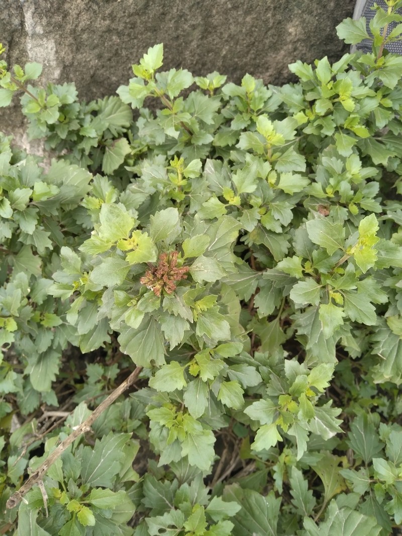 Ophryosporus pubescens