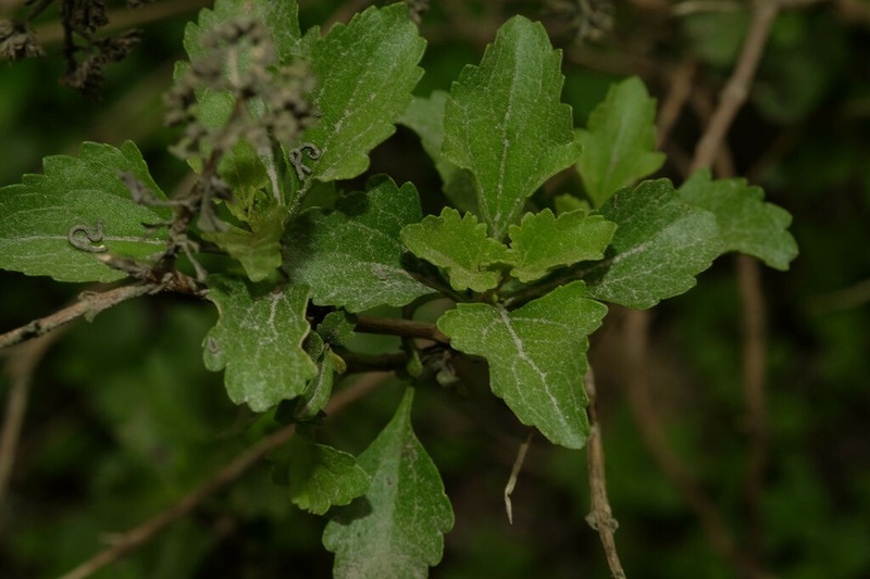 Ophryosporus pubescens photo 2