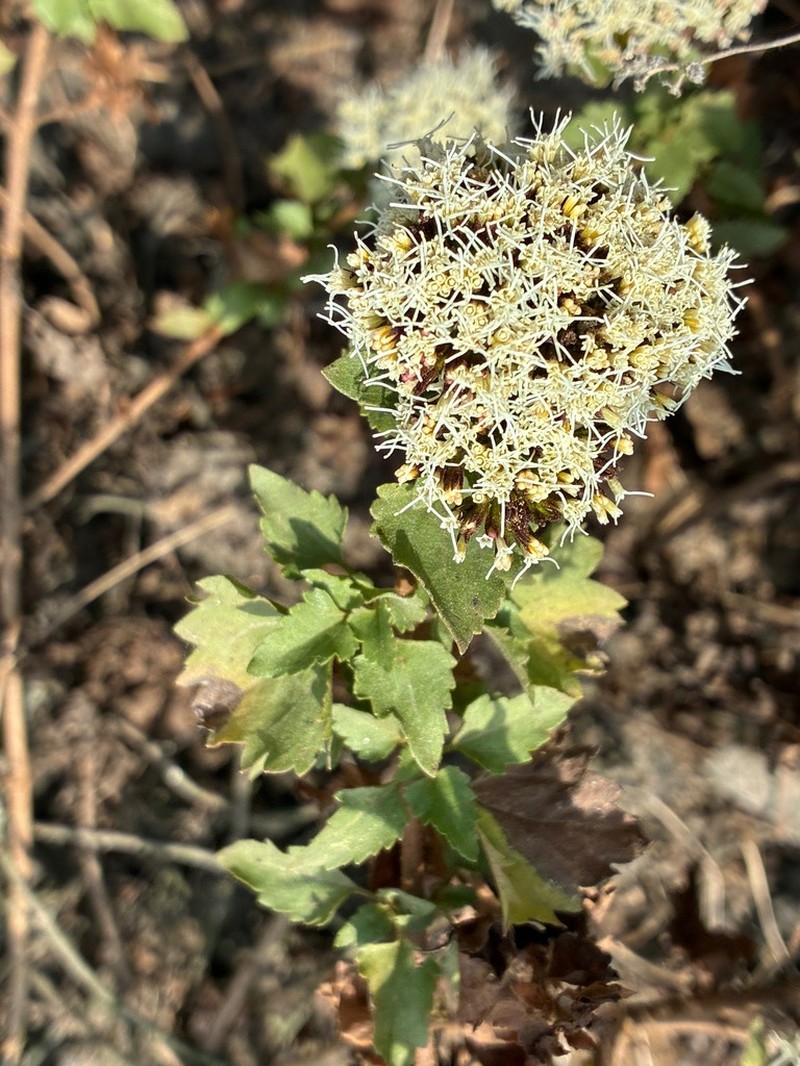 Ophryosporus pubescens photo 3