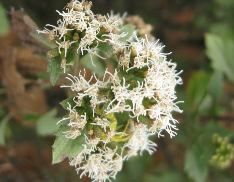 Ophryosporus pubescens photo 4
