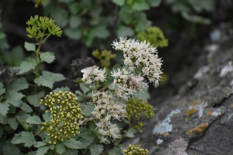 Ophryosporus pubescens photo 5
