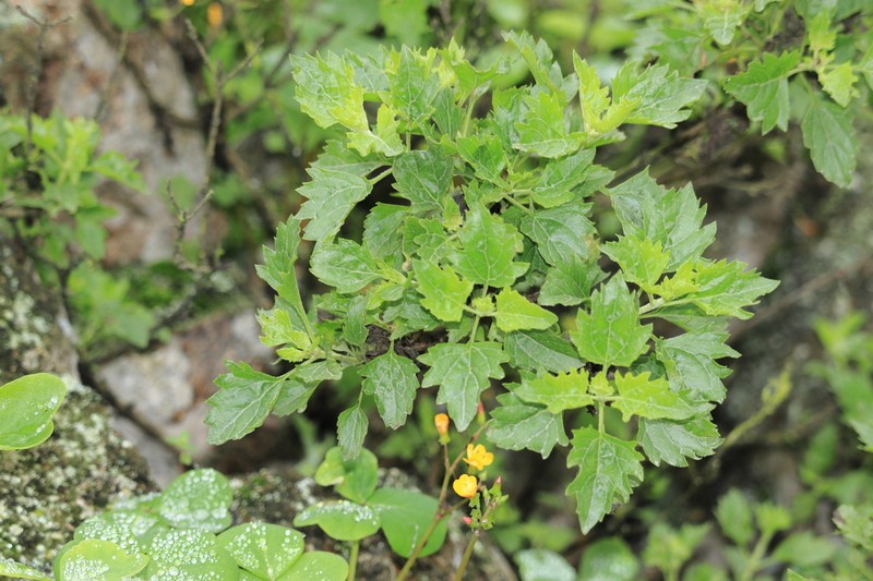 Ophryosporus pubescens photo 6