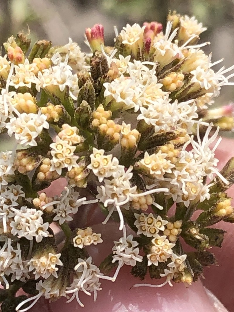 Ophryosporus pubescens photo 7