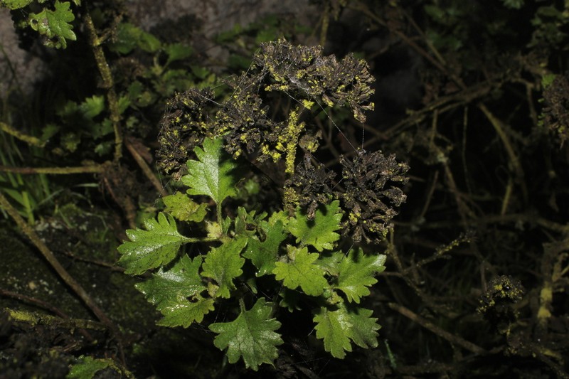 Ophryosporus pubescens photo 8
