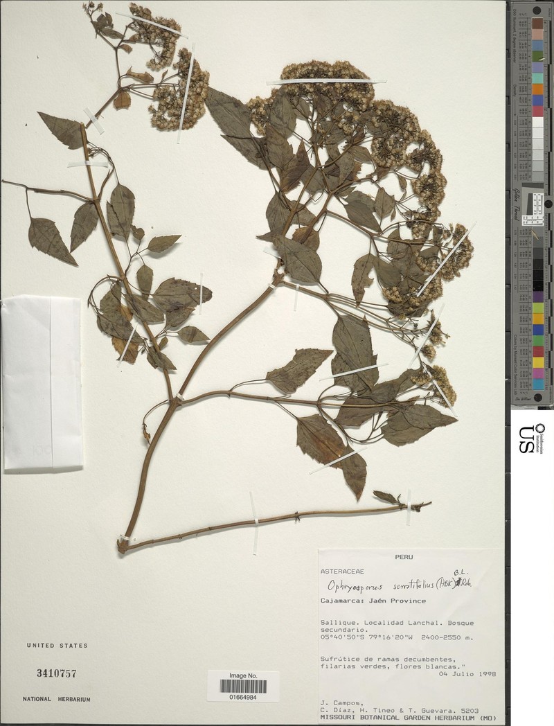 Ophryosporus serratifolius