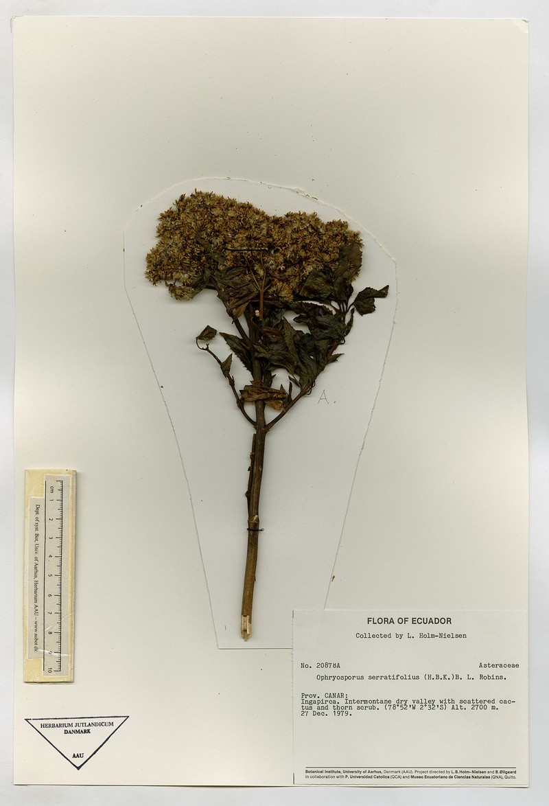 Ophryosporus serratifolius photo 2