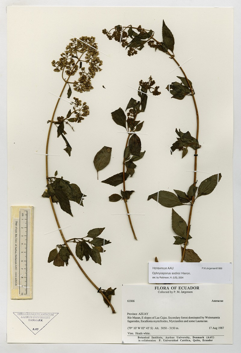 Ophryosporus sodiroi photo 2