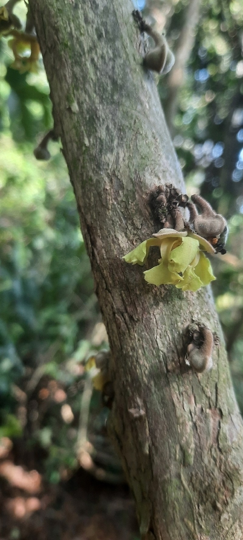 Ophrypetalum odoratum