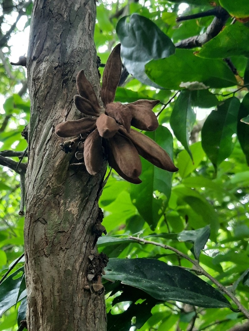 Ophrypetalum odoratum photo 2