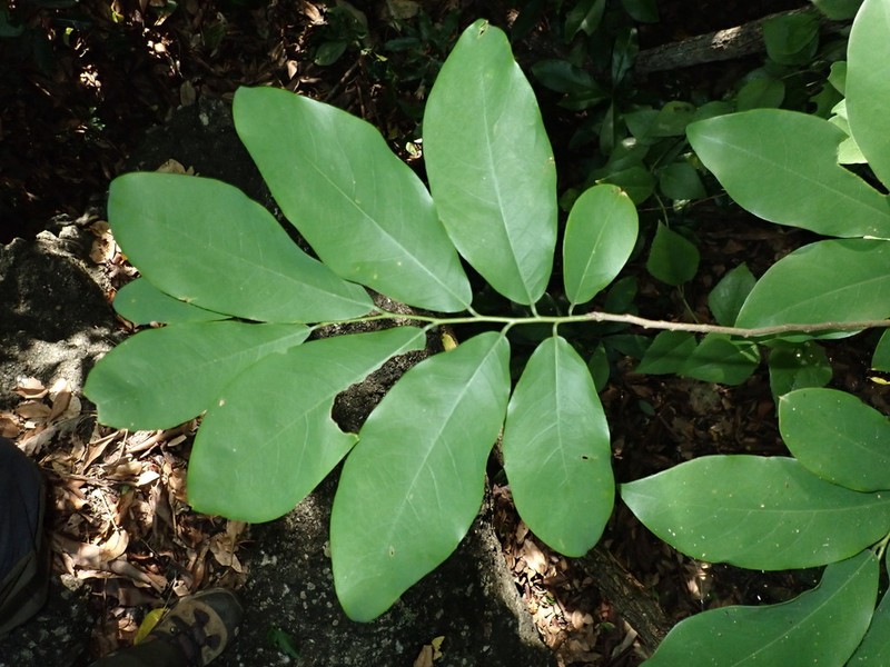 Ophrypetalum odoratum photo 3