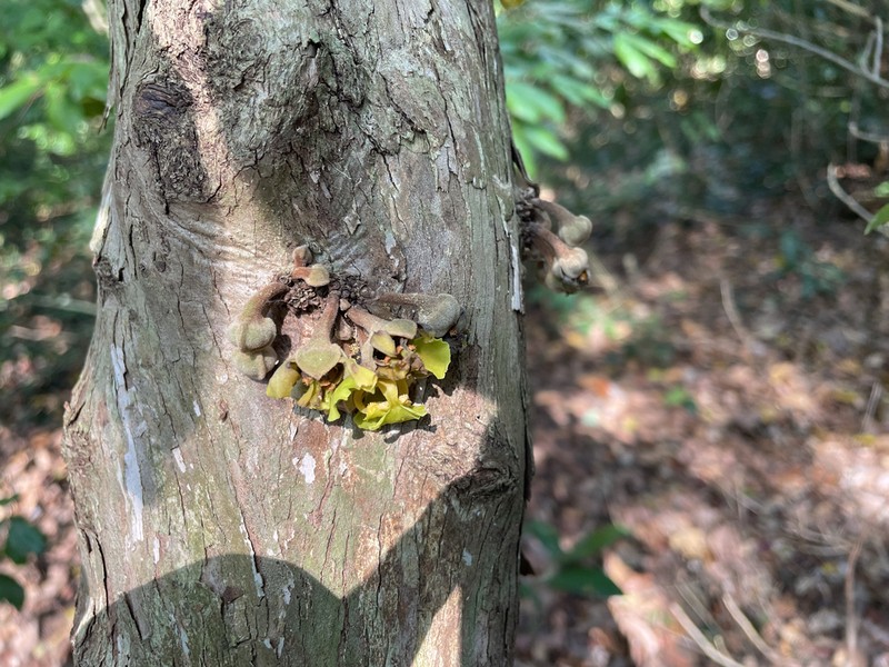 Ophrypetalum odoratum photo 4