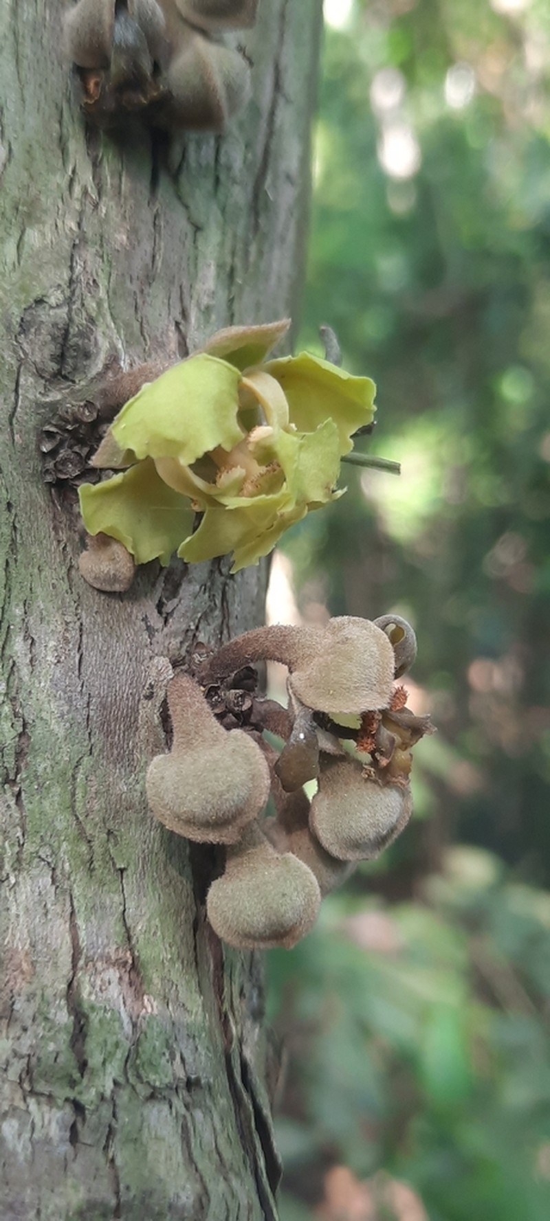 Ophrypetalum odoratum photo 5