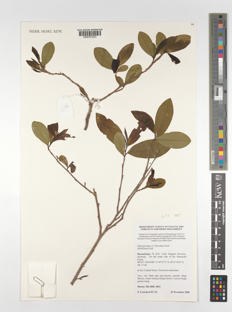 Ophrypetalum odoratum photo 6