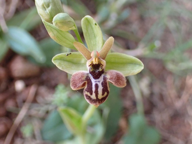 Ophrys × antiskariensis