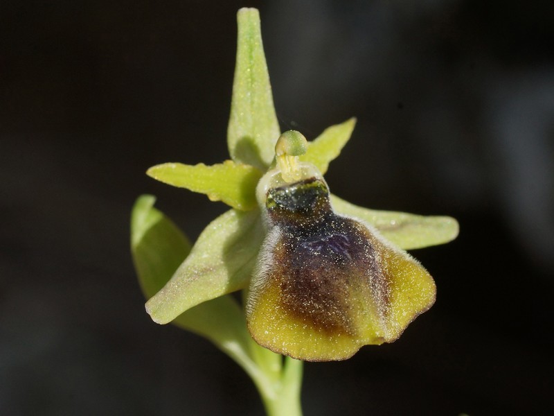 Ophrys argolica subsp. climacis